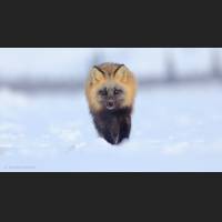 003 Rotfuchs, Red Fox, North-West Terr., Canada.jpg