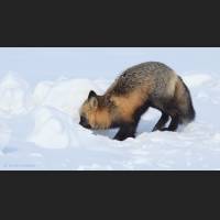 004 Rotfuchs, Red Fox, North-West Terr., Canada.jpg