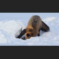 005 Rotfuchs, Red Fox, North-West Terr., Canada.jpg