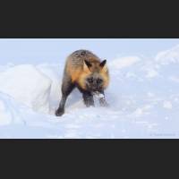 006 Rotfuchs, Red Fox, North-West Terr., Canada.jpg