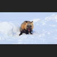 007 Rotfuchs, Red Fox, North-West Terr., Canada.jpg