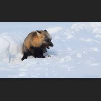 008 Rotfuchs, Red Fox, North-West Terr., Canada.jpg