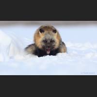 009 Rotfuchs, Red Fox, North-West Terr., Canada.jpg