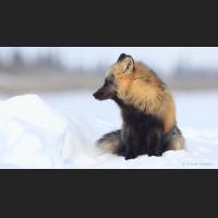 010 Rotfuchs, Red Fox, North-West Terr., Canada.jpg