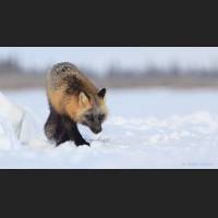 011 Rotfuchs, Red Fox, North-West Terr., Canada.jpg