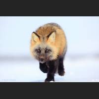 012 Rotfuchs, Red Fox, North-West Terr., Canada.jpg