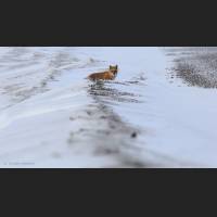 013 Rotfuchs, Red Fox, North-West Terr., Canada.jpg