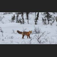 015 Rotfuchs, Red Fox, North-West Terr., Canada.jpg