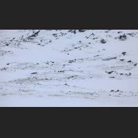016 Rotfuchs, Red Fox, North-West Terr., Canada.jpg