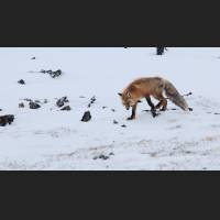 017 Rotfuchs, Red Fox, North-West Terr., Canada.jpg