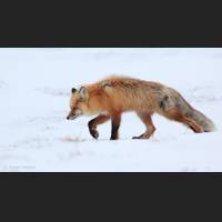 019 Rotfuchs, Red Fox, North-West Terr., Canada.jpg
