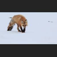 020 Rotfuchs, Red Fox, North-West Terr., Canada.jpg