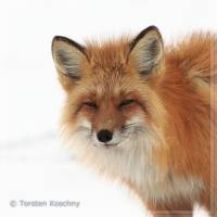 021 Rotfuchs, Redfox, North-West Terr., Canada.jpg
