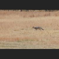 001 Kojote, Coyote, Wyoming.jpg