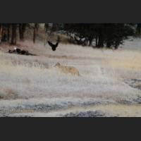 002 Kojote, Coyote, Wyoming.jpg