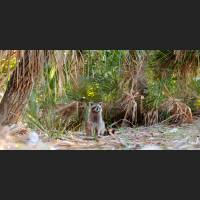 004 Waschbaer, Raccoon, Florida.jpg