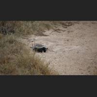 Honigdachs, Honey Badger, South Africa 01.jpg
