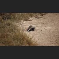 Honigdachs, Honey Badger, South Africa 02.jpg