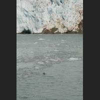 001 Ringelrobbe, Ringed Seal, Kenai Fjord, Alaska.jpg
