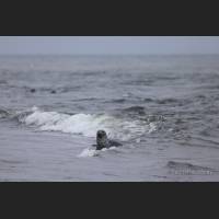 012 Largha-Robbe, Ochotskisches Meer, Spotted seal, Sea of Okhotsk Kamptschatka, Russia.jpg