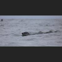 013 Largha-Robbe, Ochotskisches Meer, Spotted seal, Sea of Okhotsk Kamptschatka, Russia.jpg
