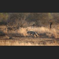 Tuepfelhyaene, Spotted Hyena, South Africa 01.jpg