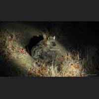 Tuepfelhyaene, Spotted Hyena, South Africa 02.jpg