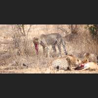 001 Geparden, Cheetahs, South Africa.jpg