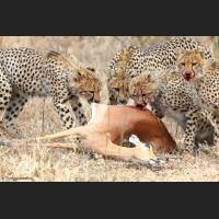 002 Geparden, Cheetahs, South Africa.jpg