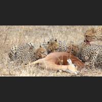 004 Geparden, Cheetahs, South Africa.jpg