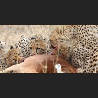 005 Geparden, Cheetahs, South Africa.jpg