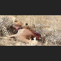 007 Geparden, Cheetahs, South Africa.jpg