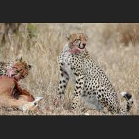 008 Geparden, Cheetahs, South Africa.jpg