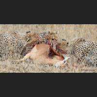 009 Geparden, Cheetahs, South Africa.jpg