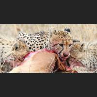 010 Geparden, Cheetahs, South Africa.jpg