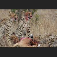 011 Geparden, Cheetahs, South Africa.jpg