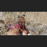 012 Geparden, Cheetahs, South Africa.jpg