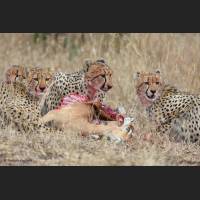 013 Geparden, Cheetahs, South Africa.jpg