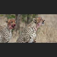 014 Geparden, Cheetahs, South Africa.jpg