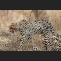 015 Geparden, Cheetahs, South Africa.jpg