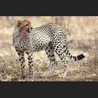 016 Geparden, Cheetahs, South Africa.jpg