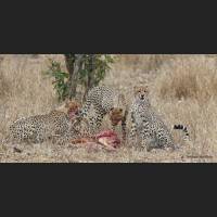 017 Geparden, Cheetahs, South Africa.jpg