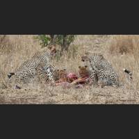 018 Geparden, Cheetahs, South Africa.jpg