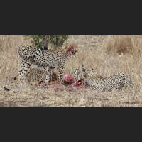 019 Geparden, Cheetahs, South Africa.jpg