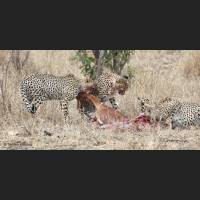020 Geparden, Cheetahs, South Africa.jpg