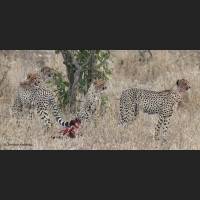 021 Geparden, Cheetahs, South Africa.jpg