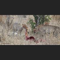 022 Geparden, Cheetahs, South Africa.jpg