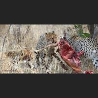 023 Geparden, Cheetahs, South Africa.jpg