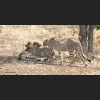 024 Geparden, Cheetahs, South Africa.jpg