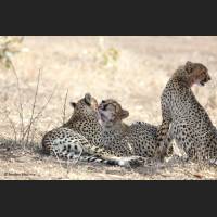 025 Geparden, Cheetahs, South Africa.jpg